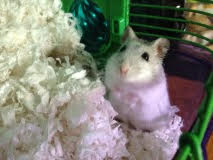 hamster new